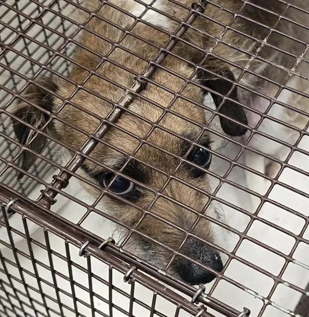 An adult small-sized male Terrier dog named Scoville for adoption in Tucson, AZ