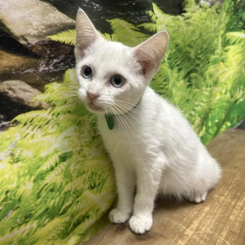 A baby small-sized female White Domestic Short Hair cat named Cougar for adoption in Normal, IL