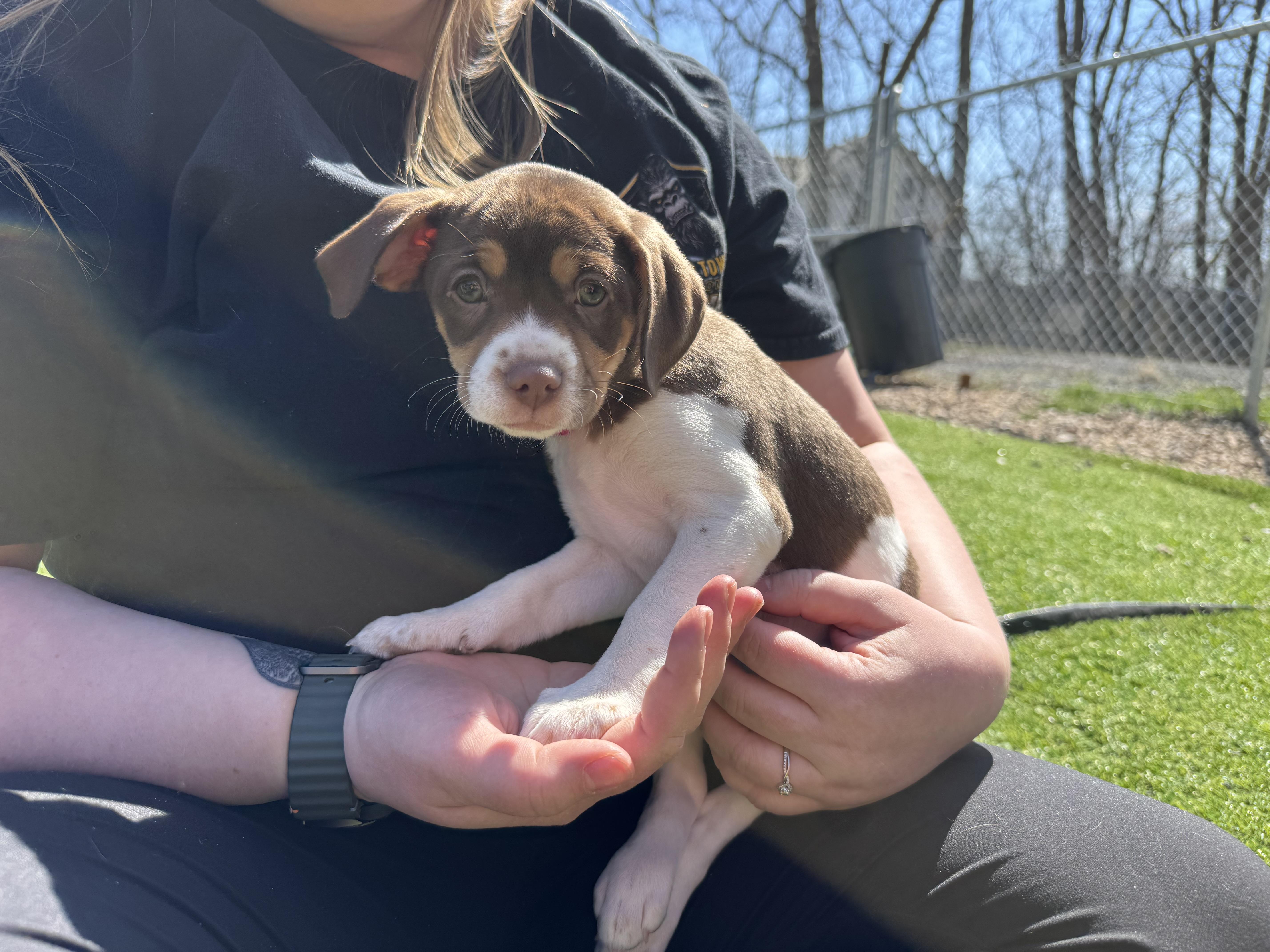 Fudgebiscuit thumbnail 2