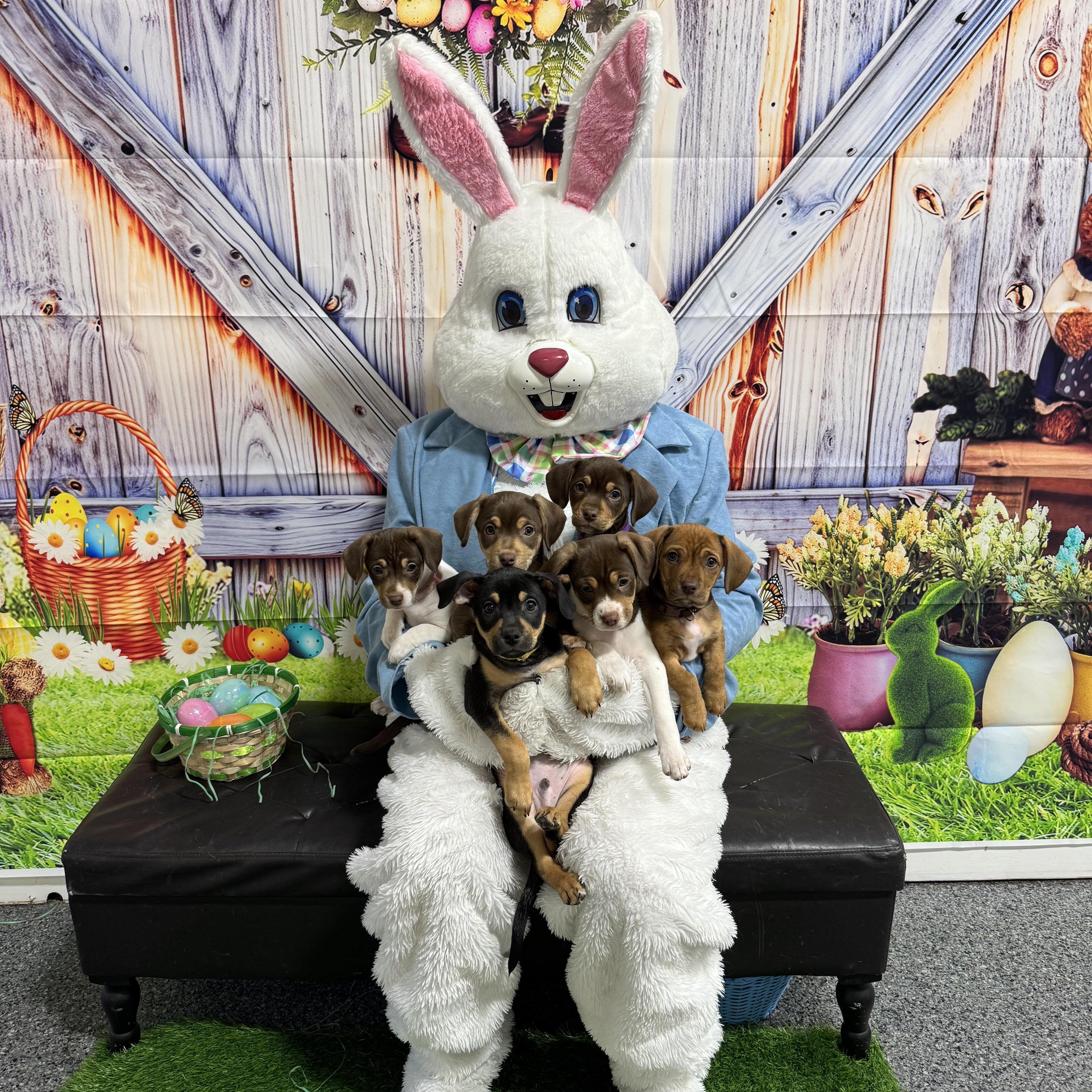 Fudgebiscuit thumbnail 3