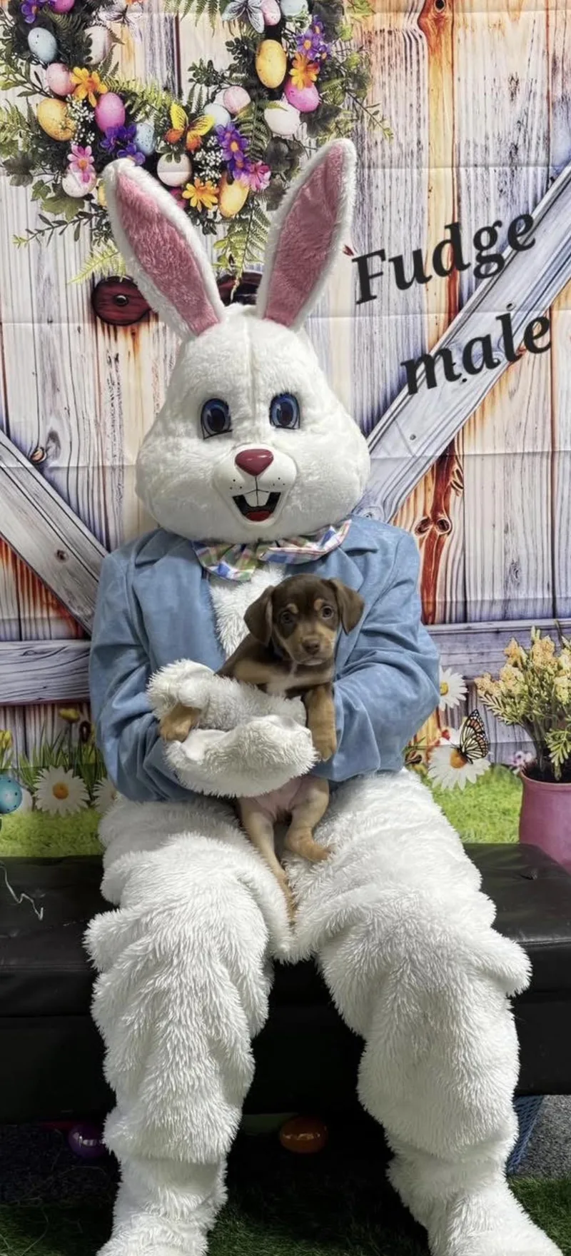 A baby small-sized female Beagle dog named Fudgebiscuit for adoption in Kutztown, PA