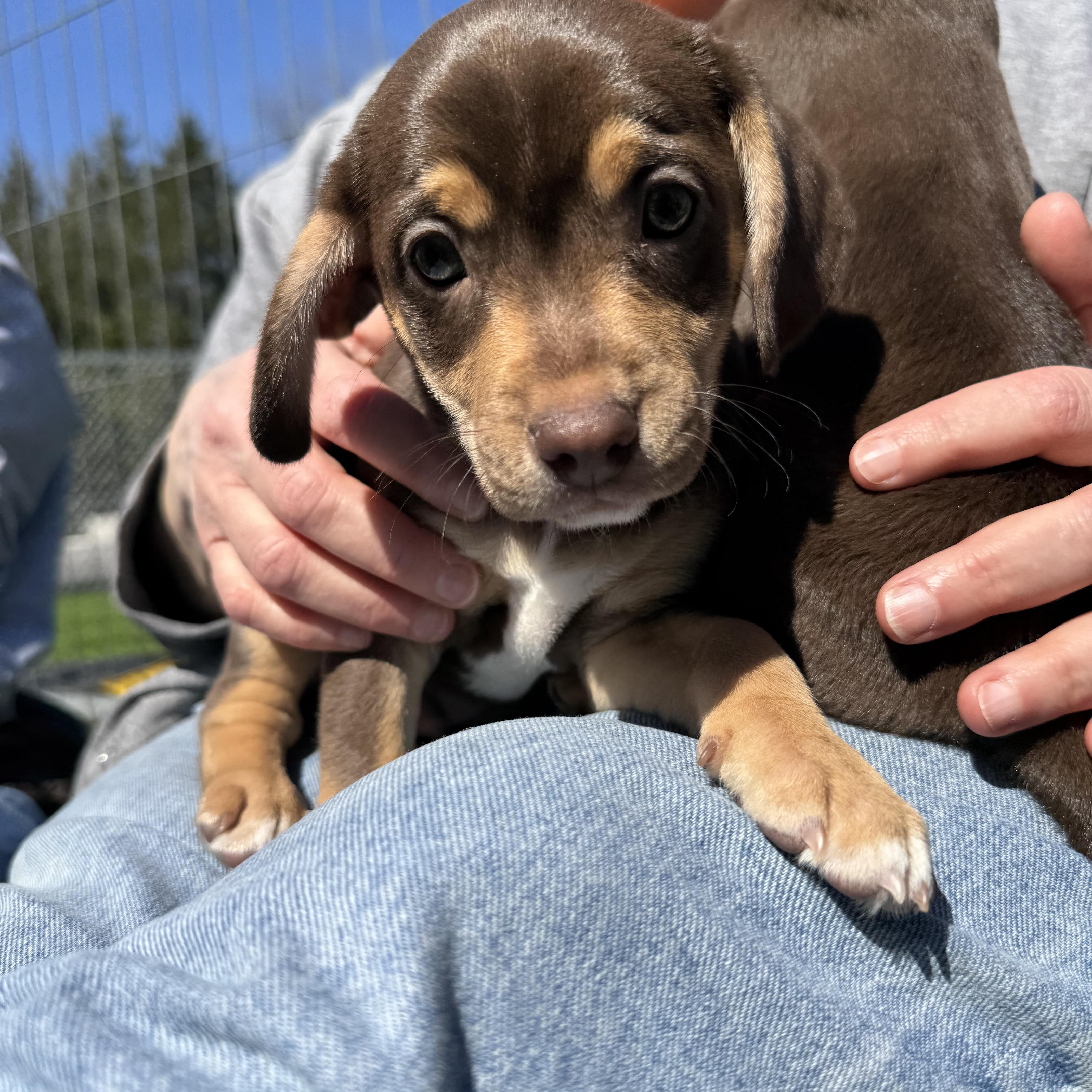 Fudgebiscuit thumbnail 4