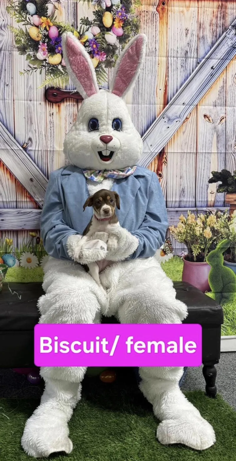 Fudgebiscuit thumbnail 5