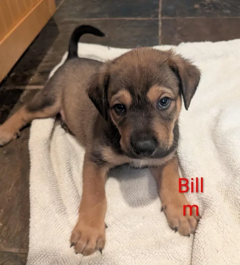 A baby small-sized male Tricolor (Brown, Black, & White) Labrador Retriever dog named Bill Margot for adoption in Lakeland, FL