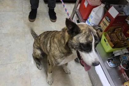 A young medium-sized male German Shepherd Dog dog named Cowboy for adoption in Picayune, MS