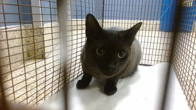 A young small-sized female Domestic Short Hair cat named Dipper for adoption in Miami, FL