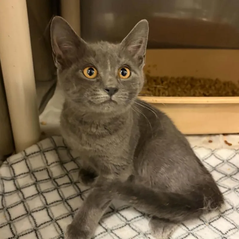 A baby small-sized male Gray / Blue / Silver Domestic Short Hair cat named Poltergeist for adoption in Concord, NC