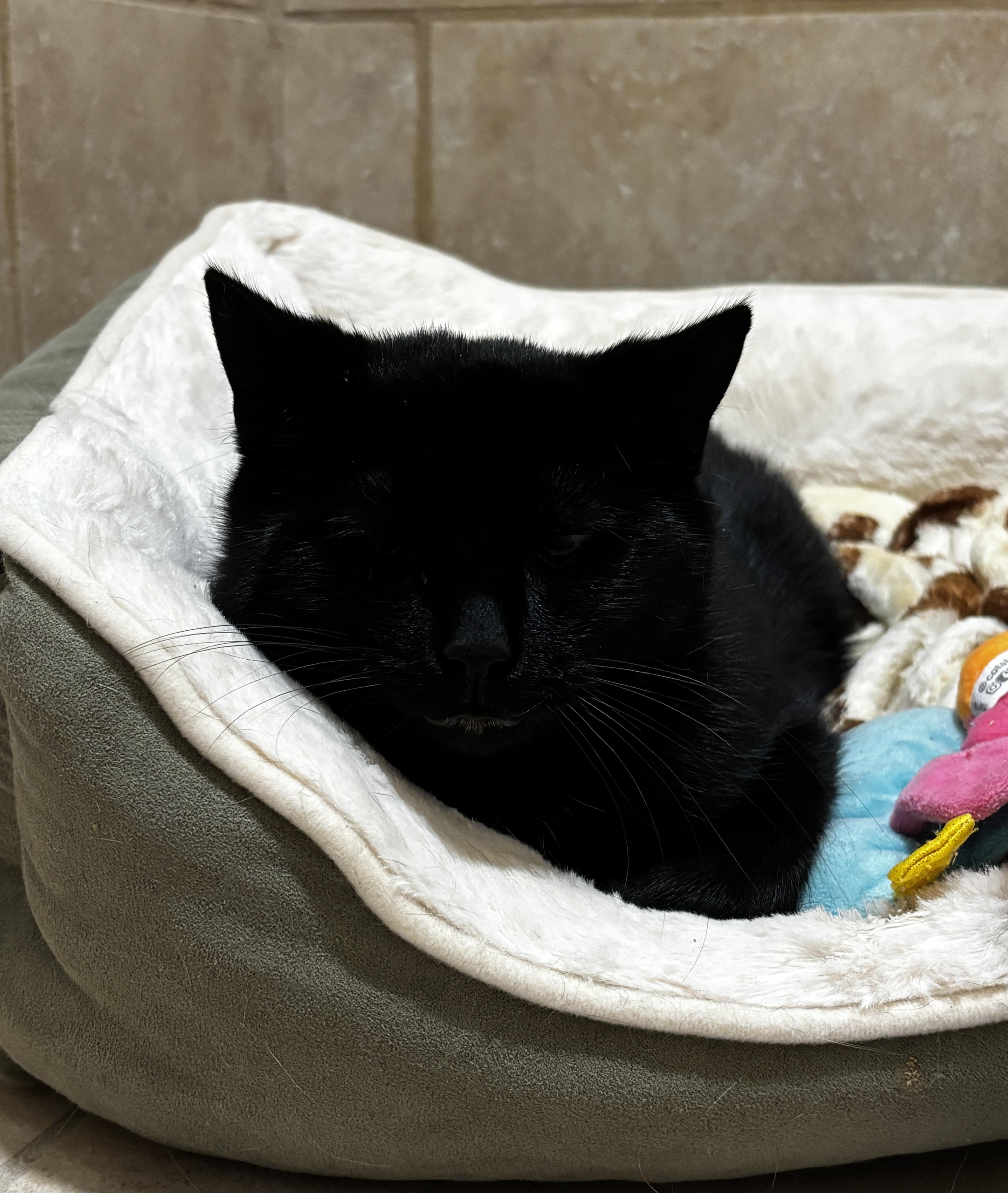 A young medium-sized female Black Domestic Short Hair cat named Lake for adoption in Rochester, NY