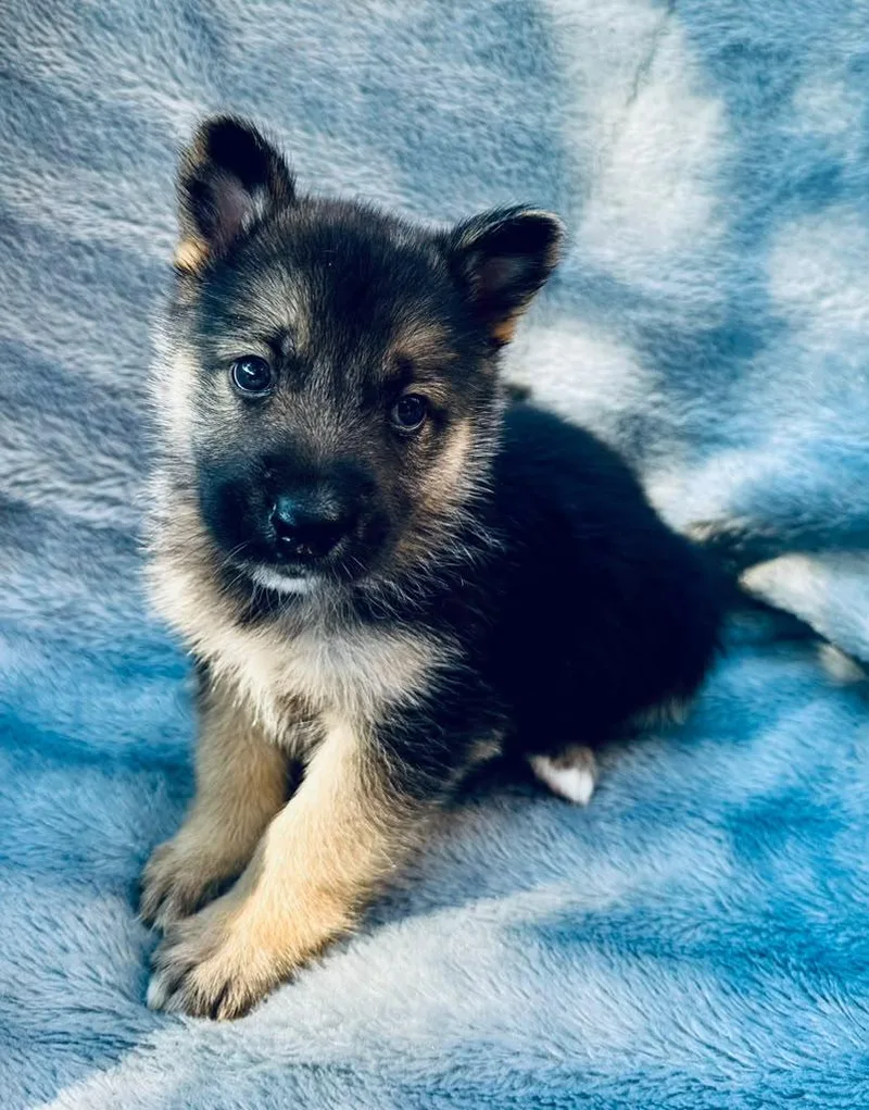 A baby medium-sized male Bicolor Shepherd dog named Amarone for adoption in Houston, TX