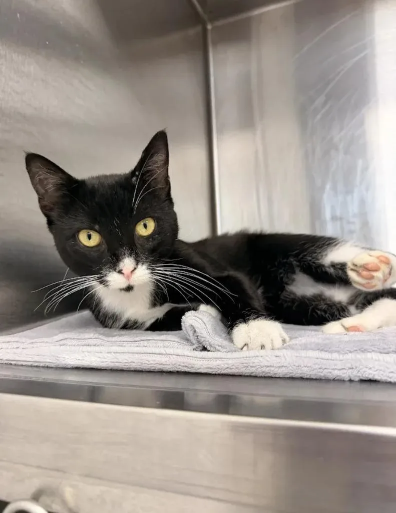 A young small-sized male Domestic Short Hair cat named Sylvester for adoption in Hartsville, SC