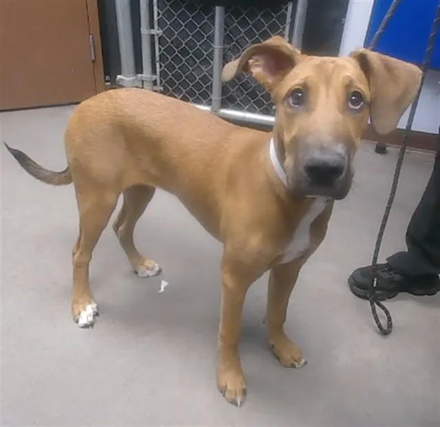 A young large-sized female Plott Hound dog named Cinnamon for adoption in Phoenix, AZ