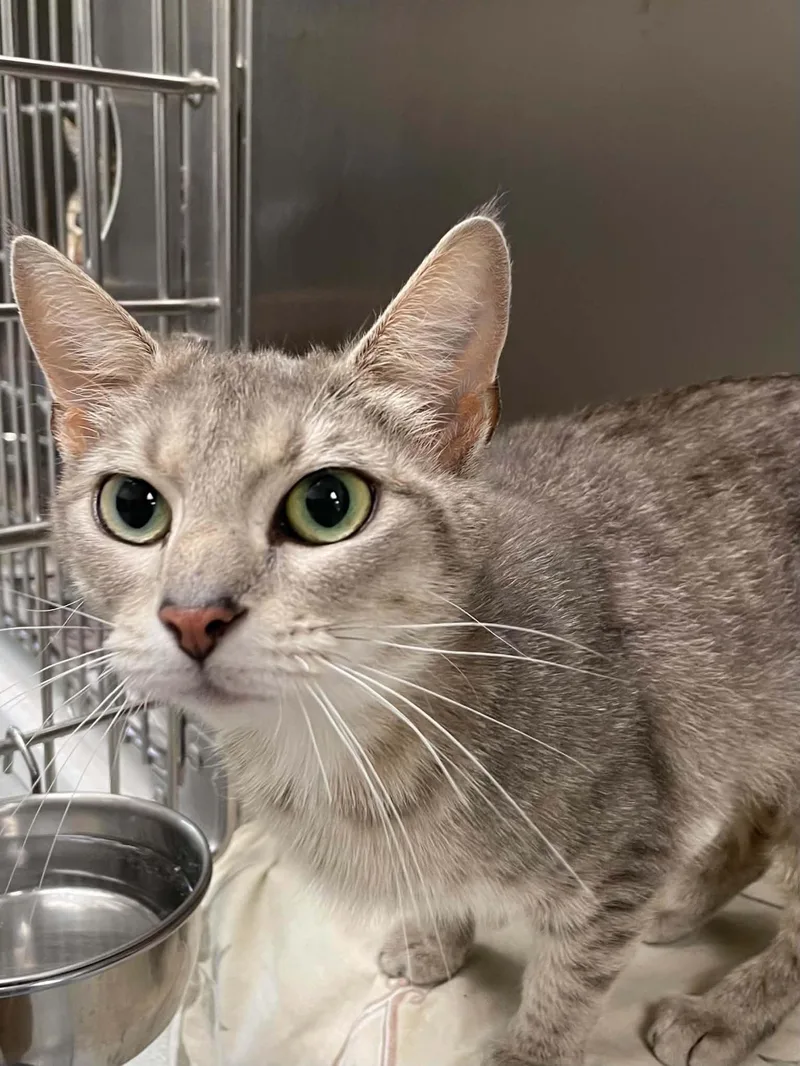 An adult medium-sized female Domestic Short Hair cat named Rosy for adoption in Covington, VA