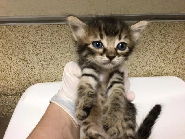 A young small-sized female Domestic Medium Hair cat named Leia for adoption in Riverside, CA