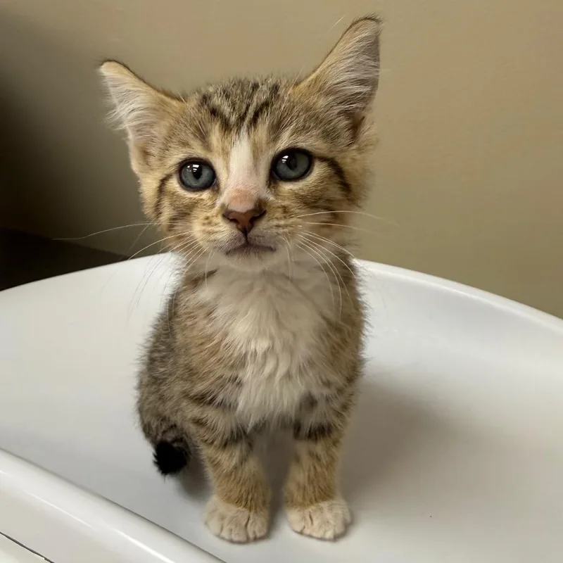 A baby small-sized male Brown / Chocolate Domestic Short Hair cat named Pompom for adoption in Birmingham, AL