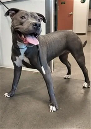 A young medium-sized female Pit Bull Terrier dog named Luna for adoption in Chatsworth, CA