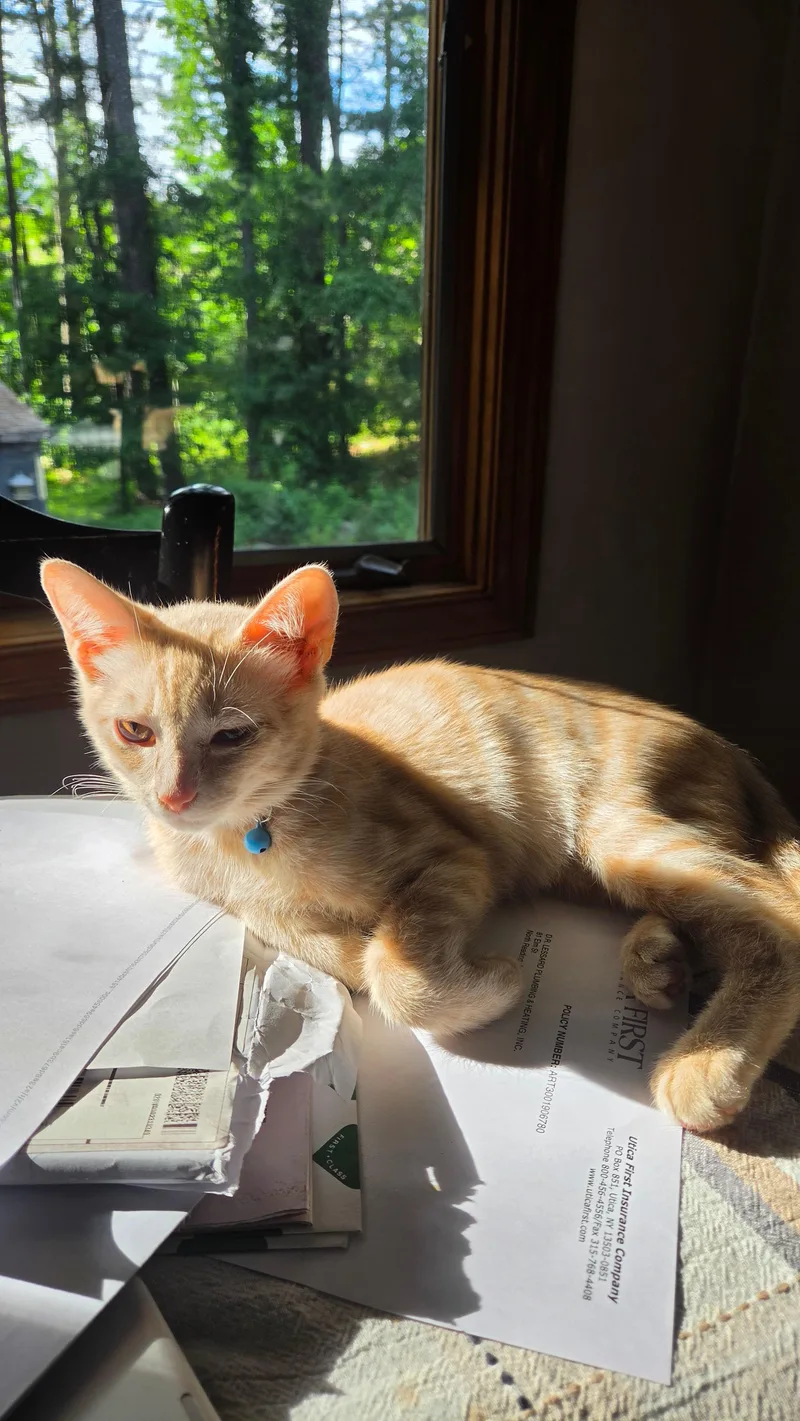 Peaches