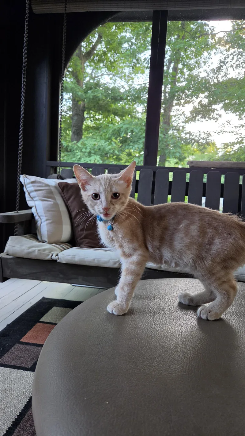 Peaches thumbnail 2