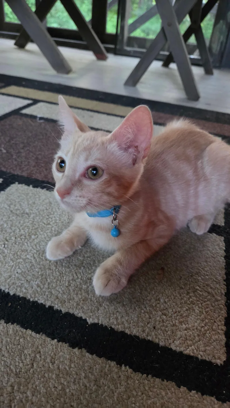 Peaches thumbnail 3