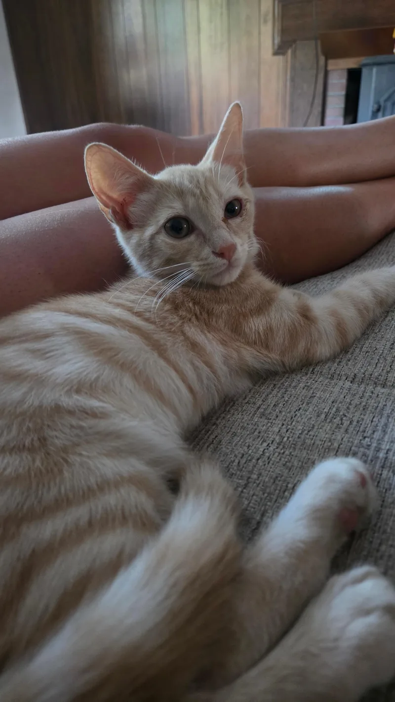Peaches thumbnail 5