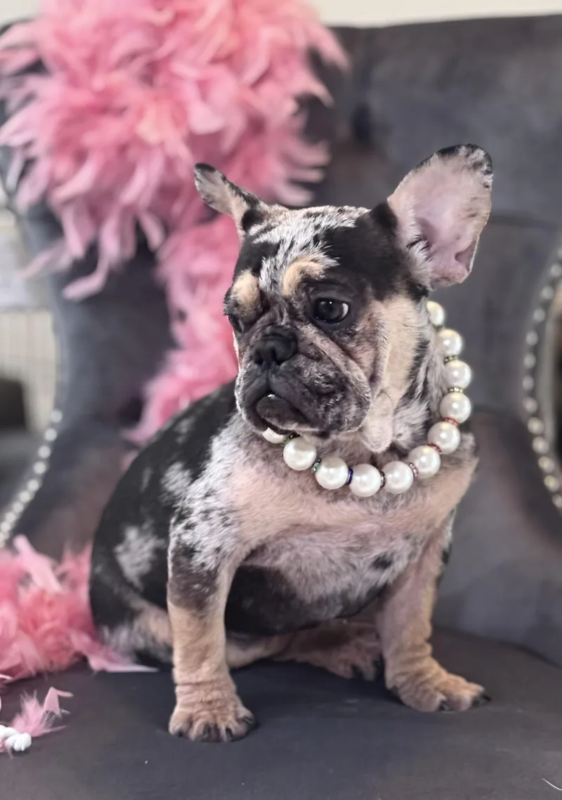 A young small-sized female French Bulldog dog named Aya for adoption in Hollywood, FL