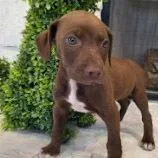 A baby large-sized male Labrador Retriever dog named Aad Upcoming Arrival! for adoption in Armonk, NY