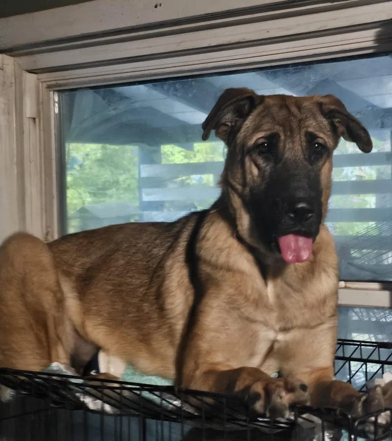 A young medium-sized female Bicolor German Shepherd Dog dog named Anya for adoption in Wrightwood, CA