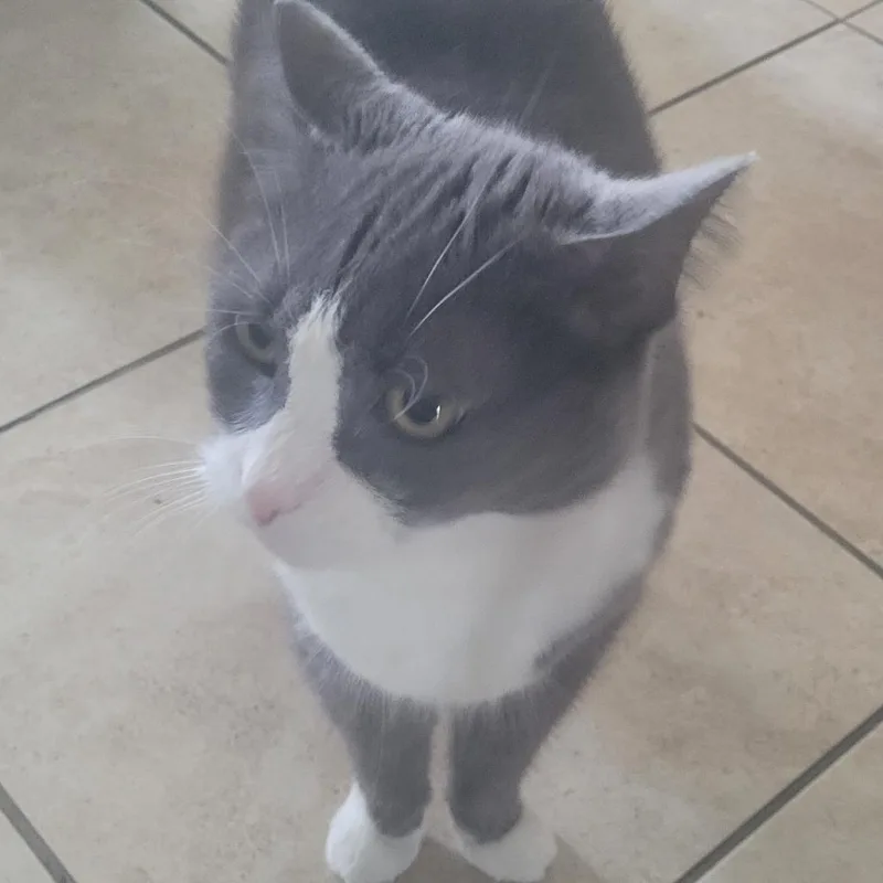 A senior large-sized female Gray / Blue / Silver Domestic Short Hair cat named Flora for adoption in Jupiter, FL