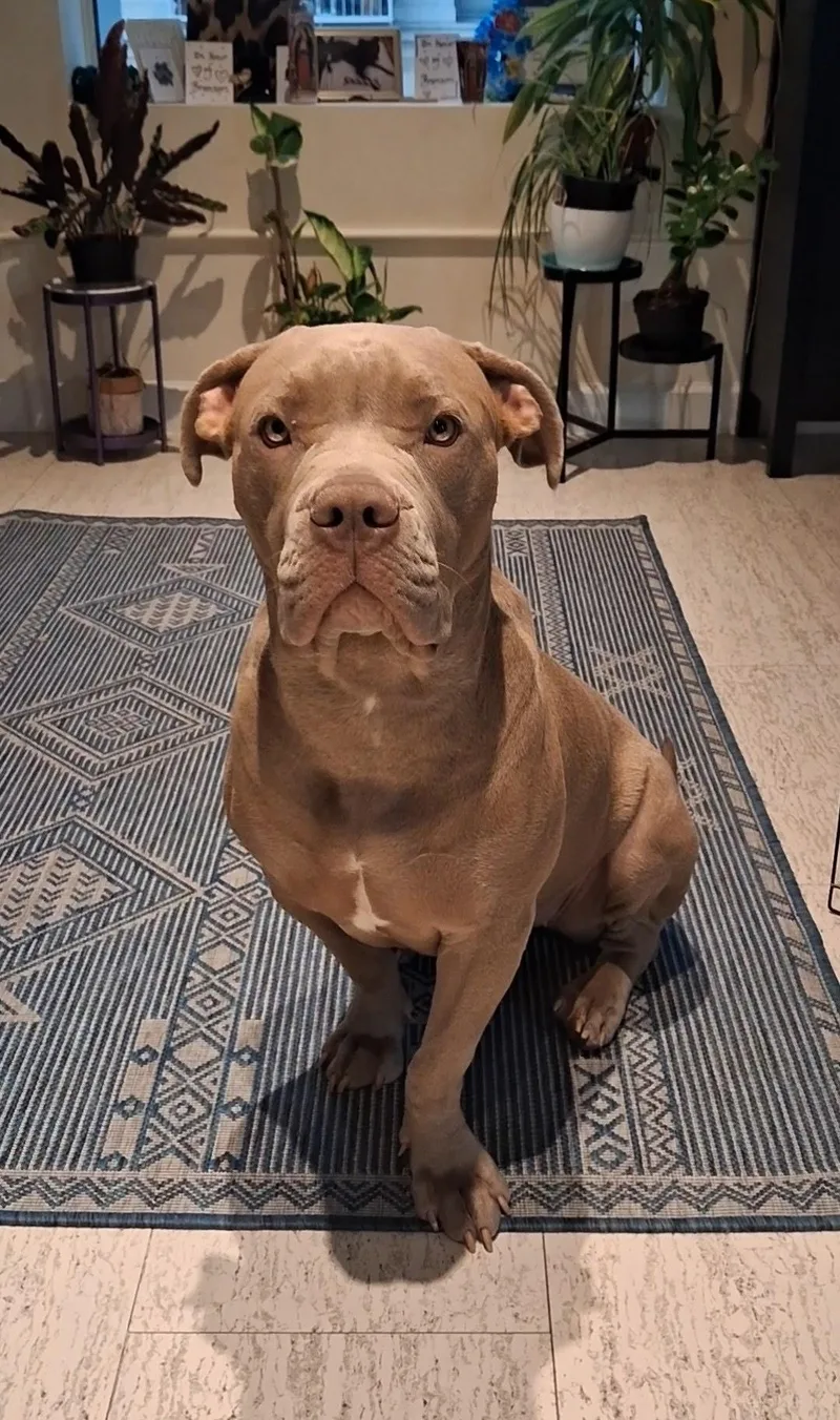 A young medium-sized female Apricot / Beige American Bully dog named Lola for adoption in West Hollywood, CA