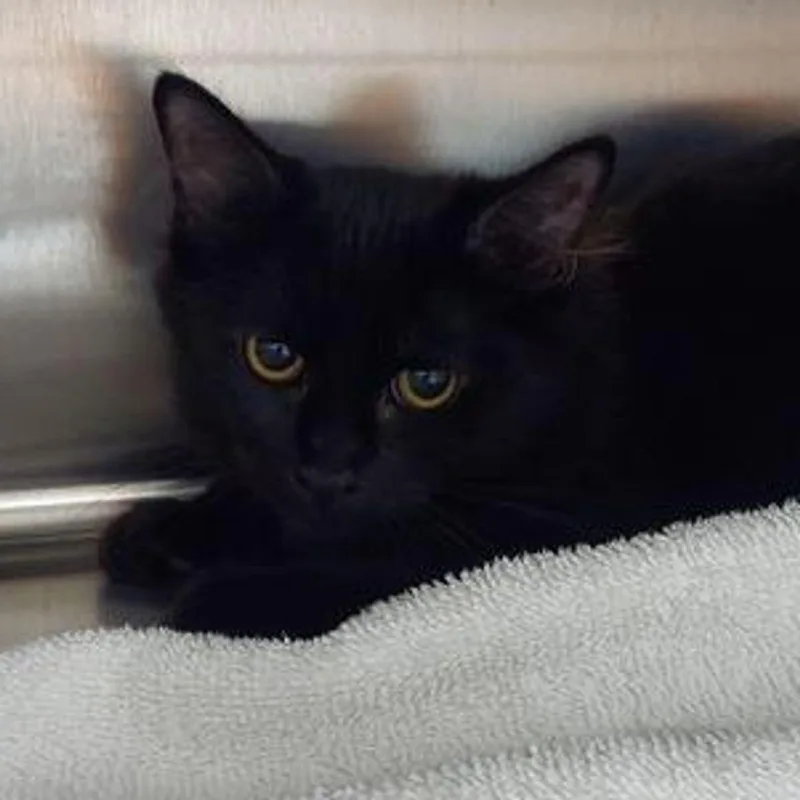 Onyx
