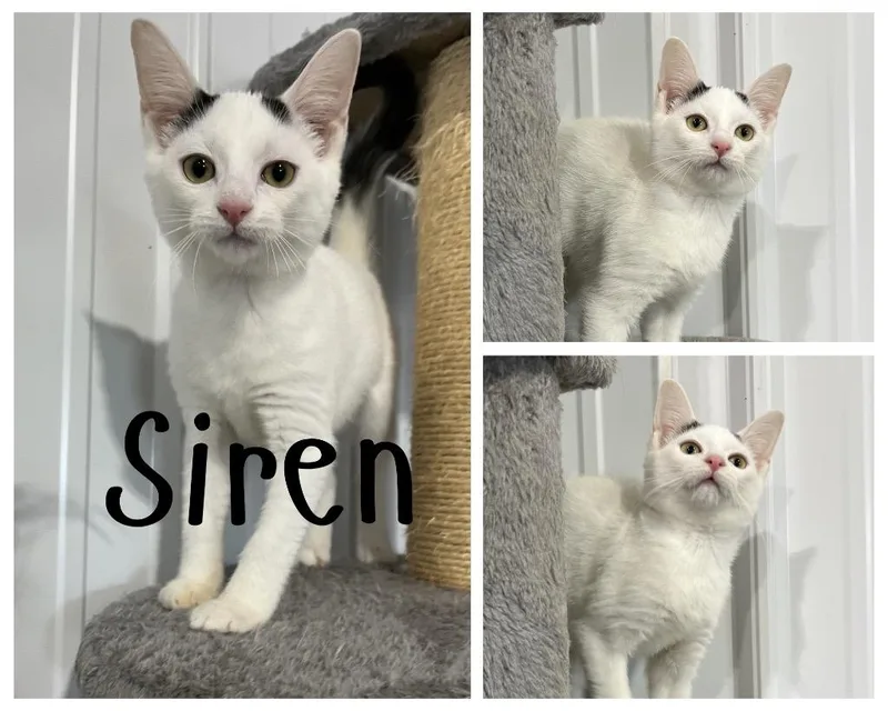Siren thumbnail 3