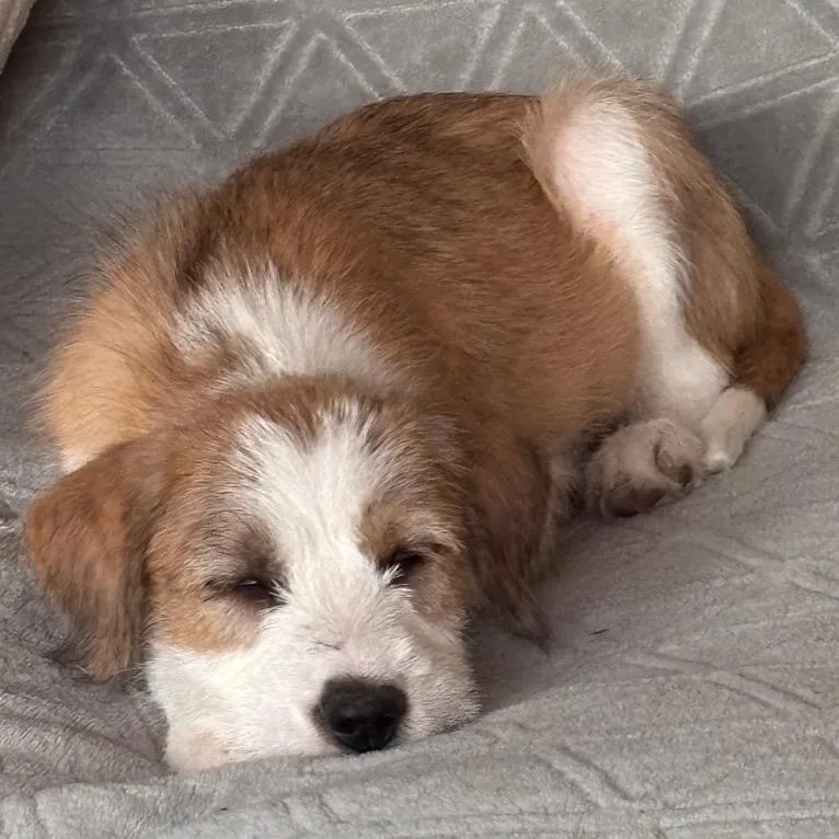 A baby small-sized female Yellow / Tan / Blond / Fawn Mixed Breed dog named Westin for adoption in Moab, UT