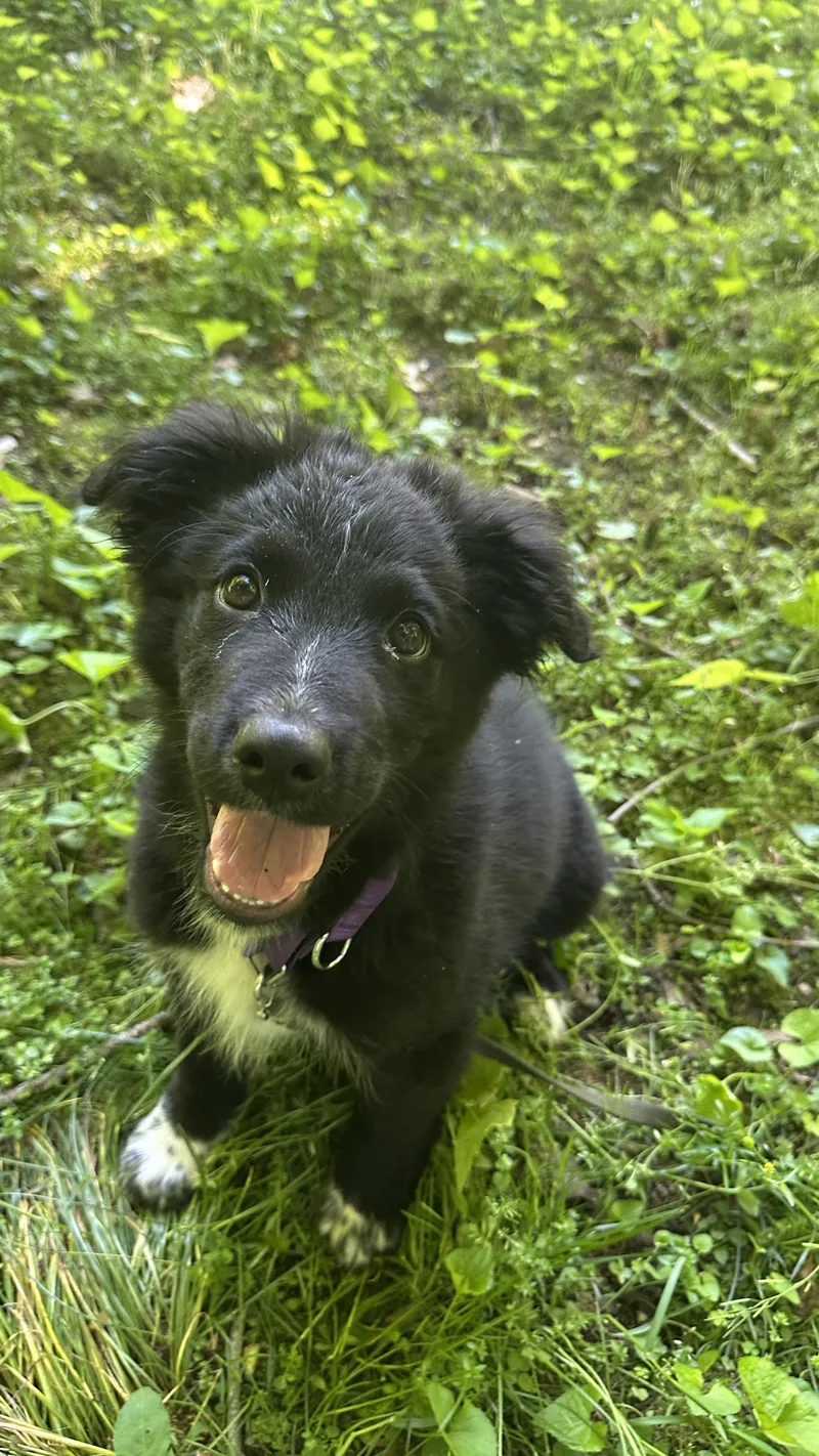 Hudson