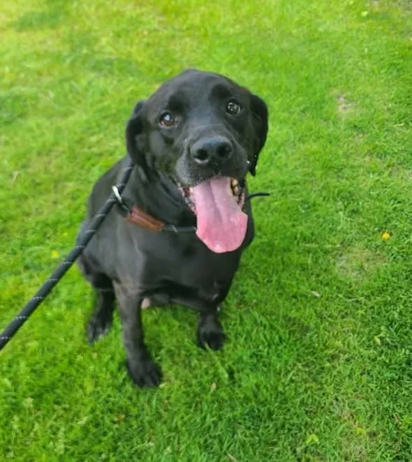 An adult large-sized female Black Labrador Retriever dog named Pretty for adoption in Detroit, MI