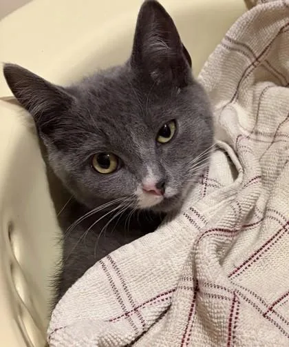 A young small-sized female Domestic Short Hair cat named Poppy for adoption in Lowell, MA