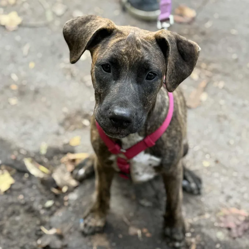 Ladysmith thumbnail 2