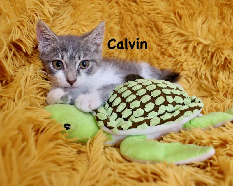 Calvin thumbnail 3