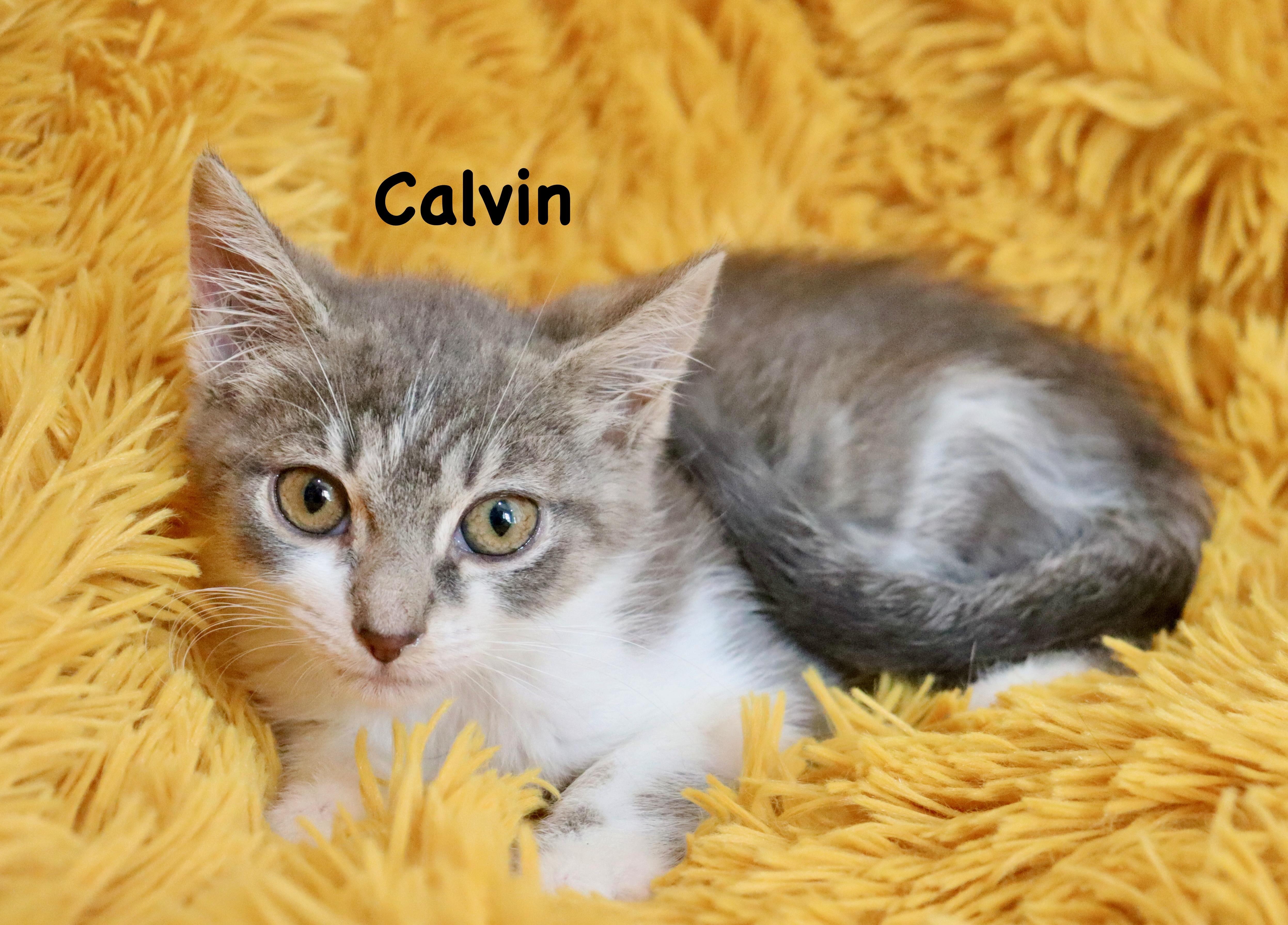 Calvin thumbnail 4