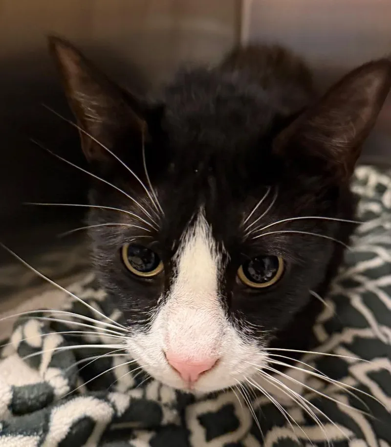A young large-sized male Domestic Short Hair cat named Tuxington Fluff for adoption in Ocala, FL