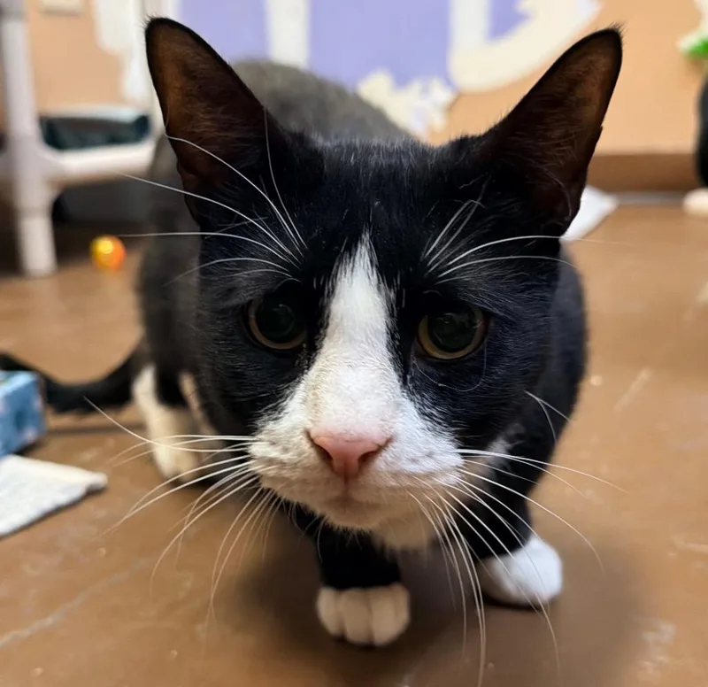 Tuxington Fluff thumbnail 2