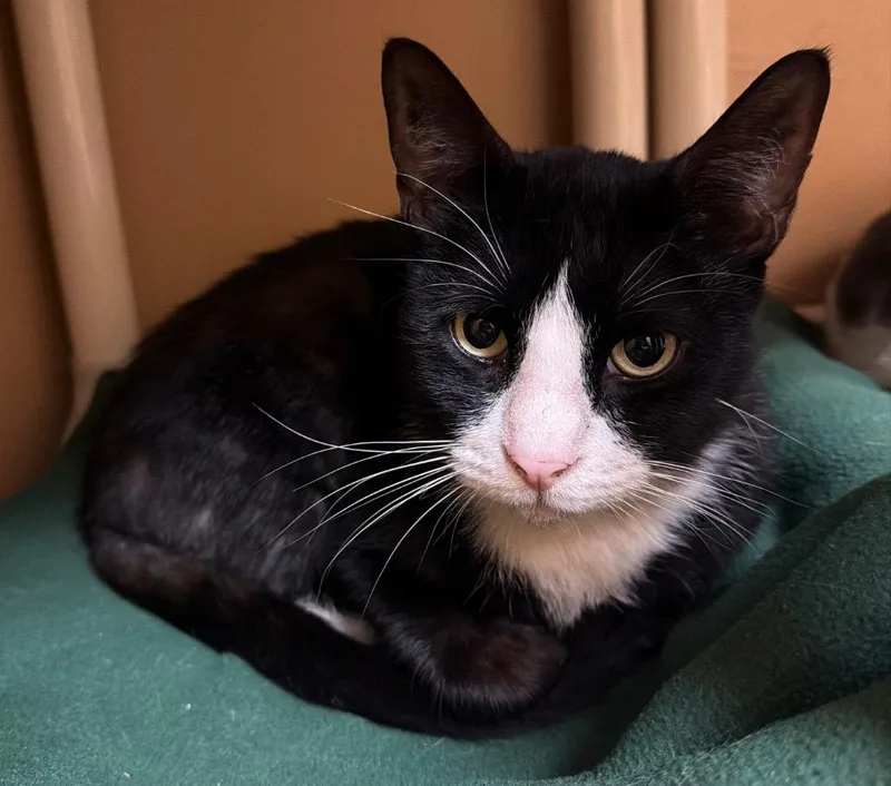 Tuxington Fluff thumbnail 3