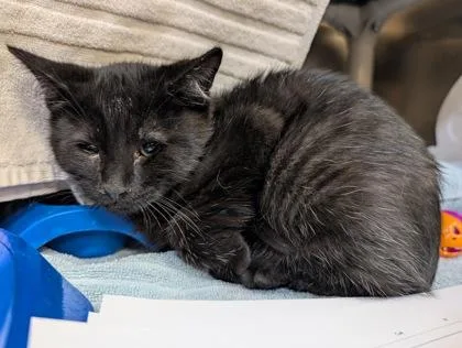 A baby small-sized male Domestic Short Hair cat named Paramount for adoption in Westland, MI