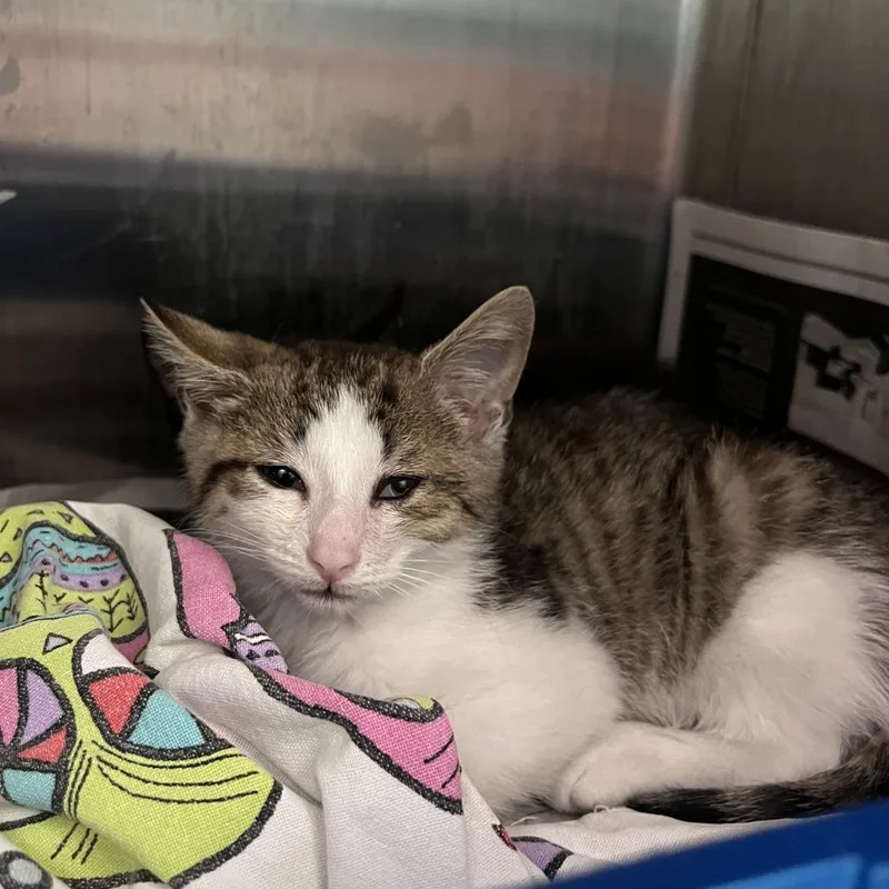 A baby small-sized male Black Domestic Short Hair cat named Pugsley for adoption in Philadelphia, PA