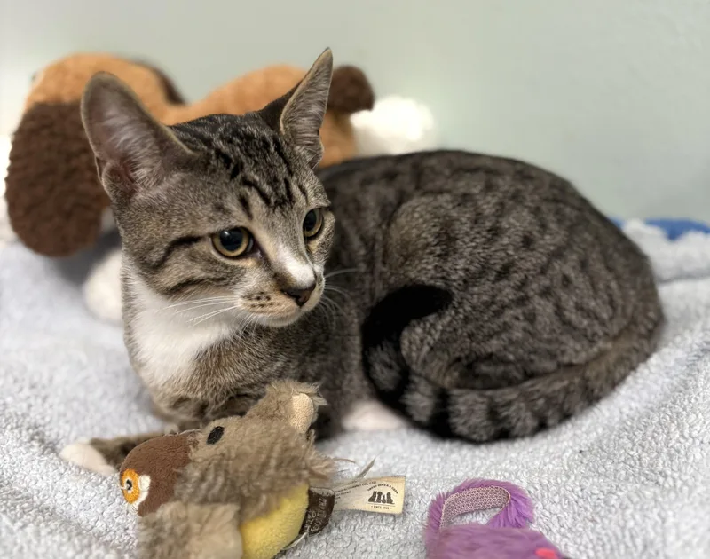 Jelly Roll thumbnail 4