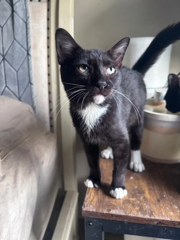 A baby small-sized male Black & White / Tuxedo Domestic Short Hair cat named Diavel for adoption in Milton, DE
