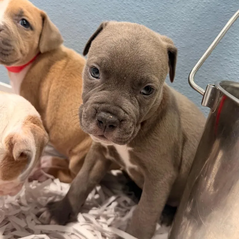 A baby small-sized female Gray / Blue / Silver Terrier dog named Kara for adoption in Tampa, FL