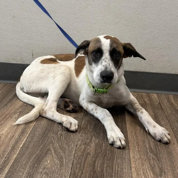 A young medium-sized male Shepherd dog named Phibbeus Hamilton Pherb Iii for adoption in San Diego, CA
