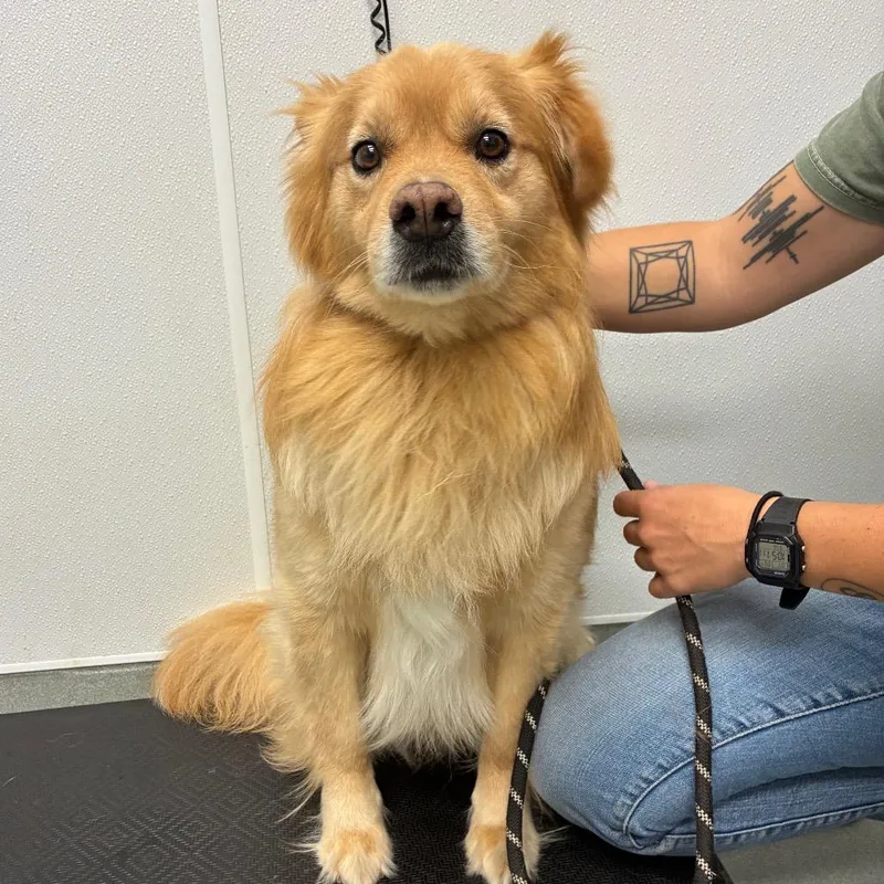 An adult medium-sized male Red / Chestnut / Orange Chow Chow dog named Arlo for adoption in Portland, OR
