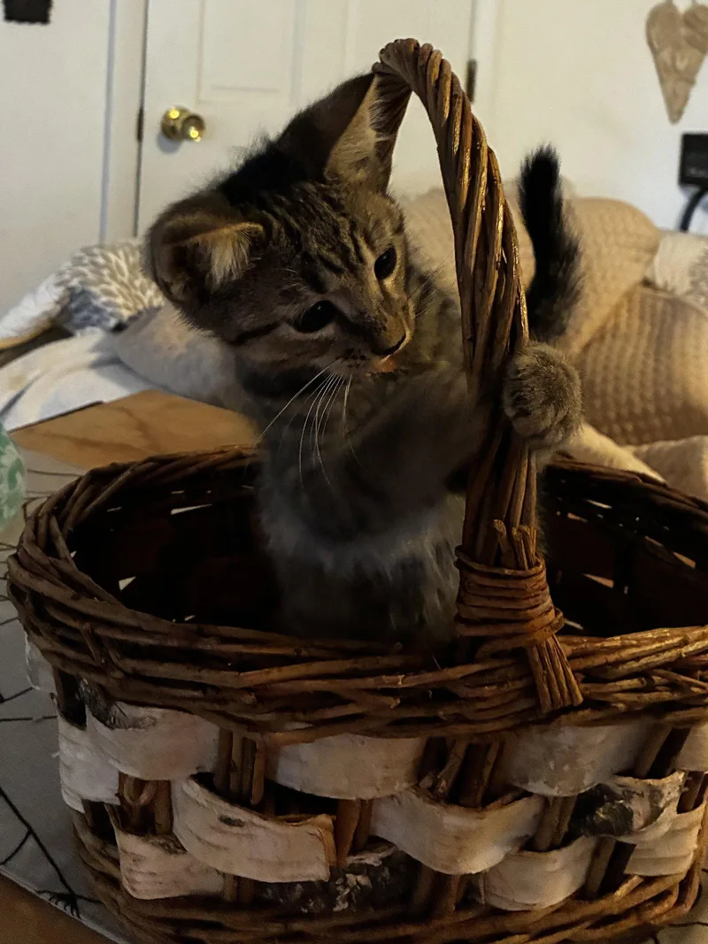 A young medium-sized male Domestic Short Hair cat named Pop for adoption in Cuyahoga Falls, OH