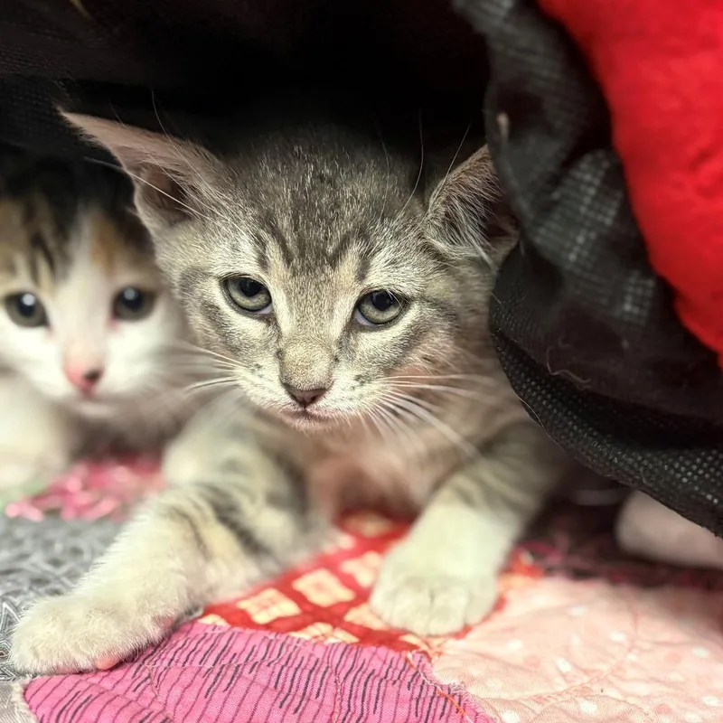 A baby small-sized male Gray / Blue / Silver Domestic Short Hair cat named Castro for adoption in Chehalis, WA