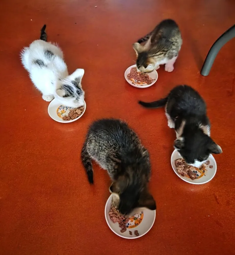 A baby small-sized female Tabby (Brown / Chocolate) Domestic Short Hair cat named Domenica for adoption in Green Valley, AZ